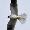 White-tailed Kite